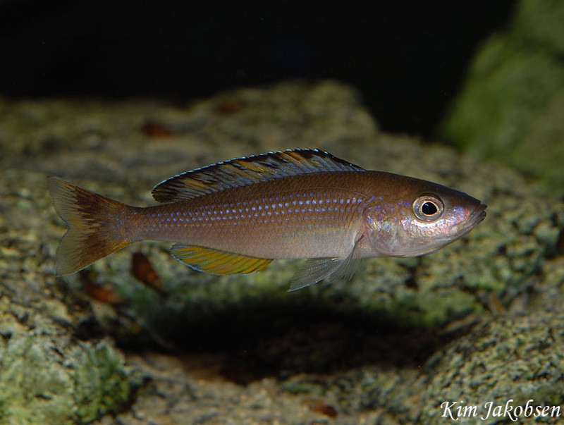Cyprichromis sp. 'brilliant jumbo' Kitumba